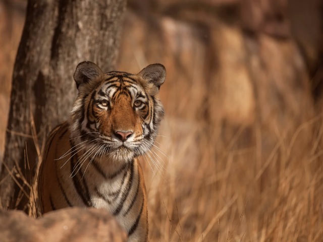 Ranthambore