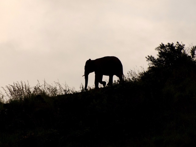 Elephant Rescue 