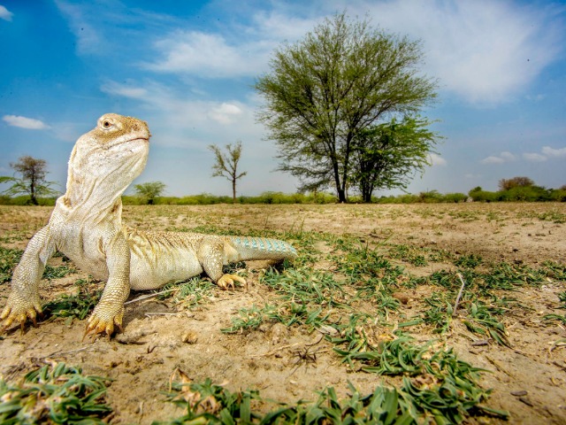 Zootopia In The Desert