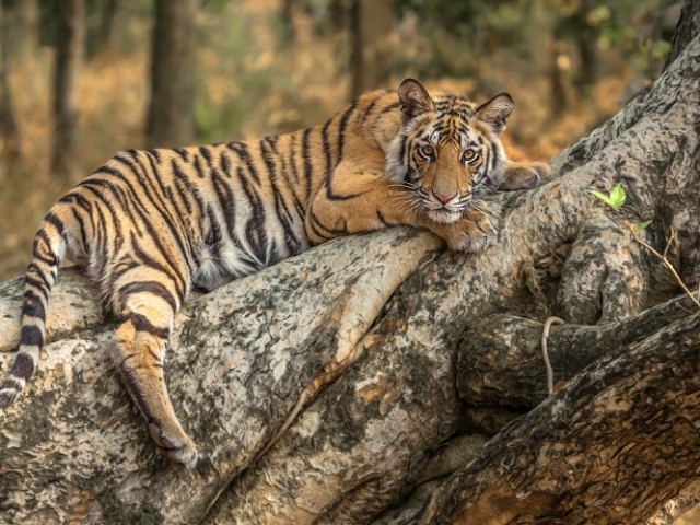 Bandhavgarh