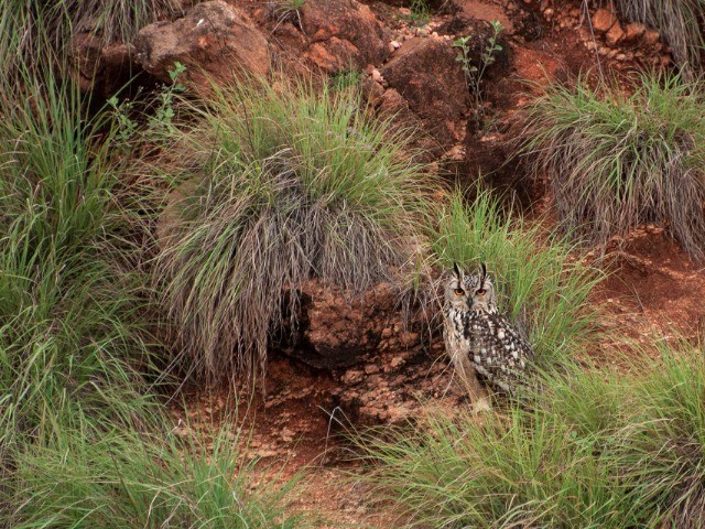 Karnataka Bird Festival, Hampi