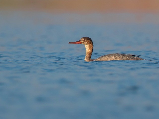 A Mega-Lifer In Maharashtra