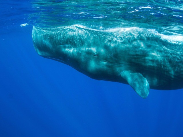 Stranded In The Shallows