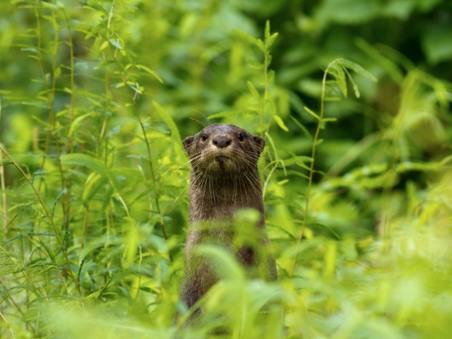 Hello From The Otter Side
