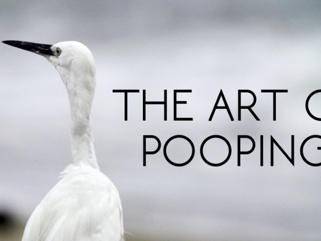 The Art Of Pooping