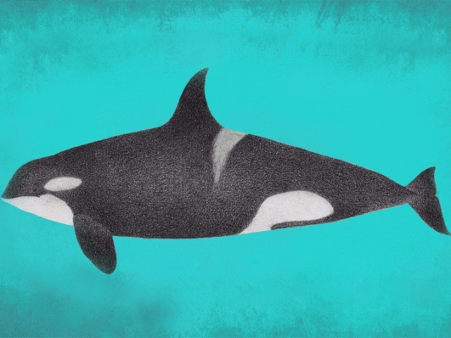 16 Whales In 30 Seconds