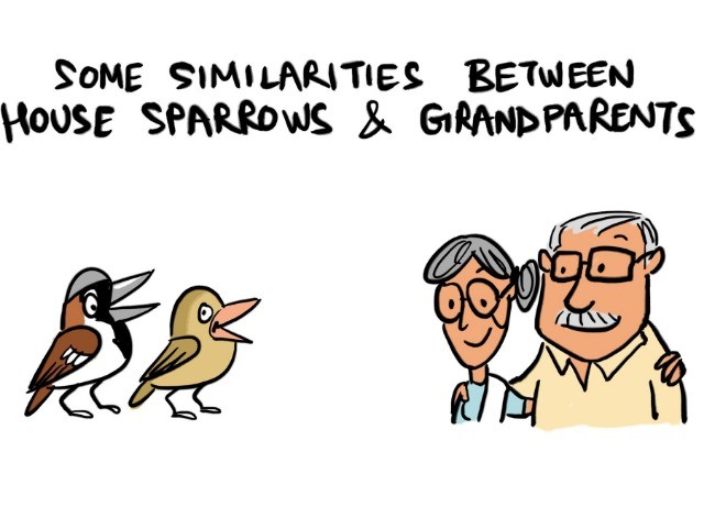 An Ode To The House Sparrow