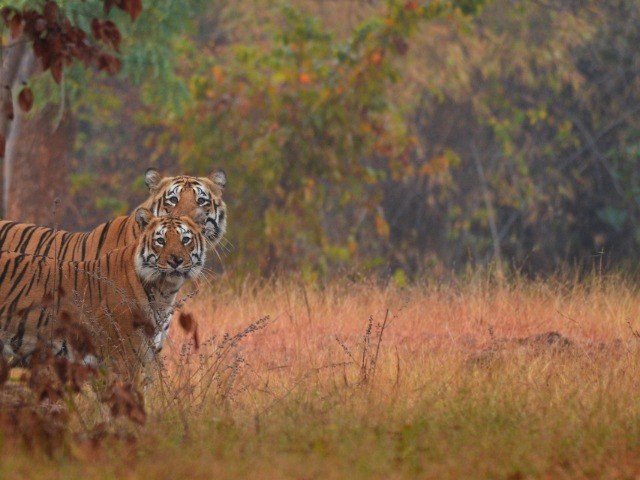 Tadoba Andhari Tiger Reserve