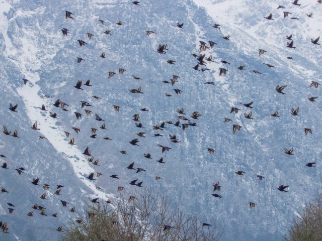 A Flock Of Blue