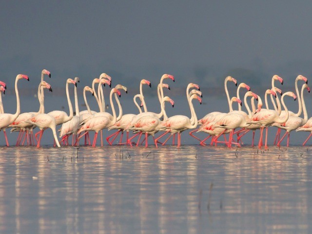 Top 10 Places To Go Birdwatching—Pune