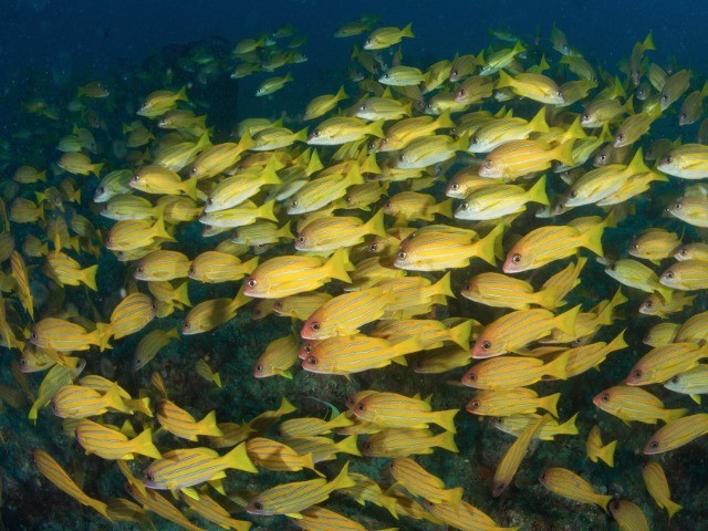 Underwater At The Andamans