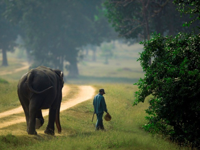 The Protectors Of The Forest