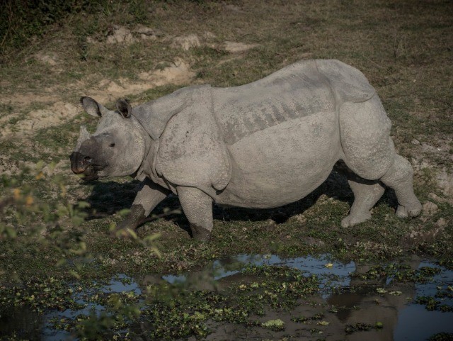 Six Life Lessons From Rhinos