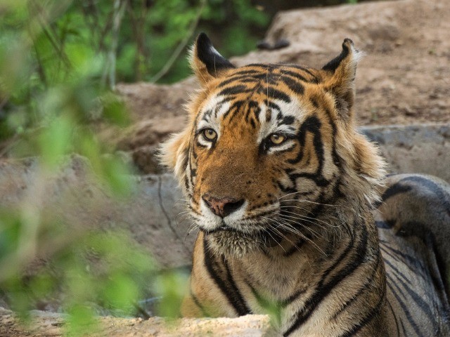 Sariska