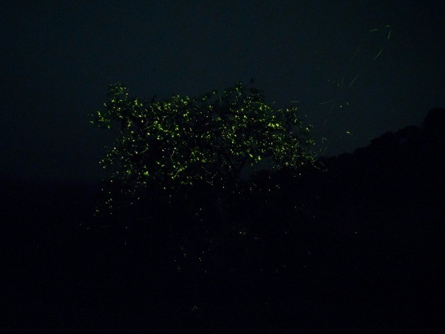 The Flight Of The Fireflies