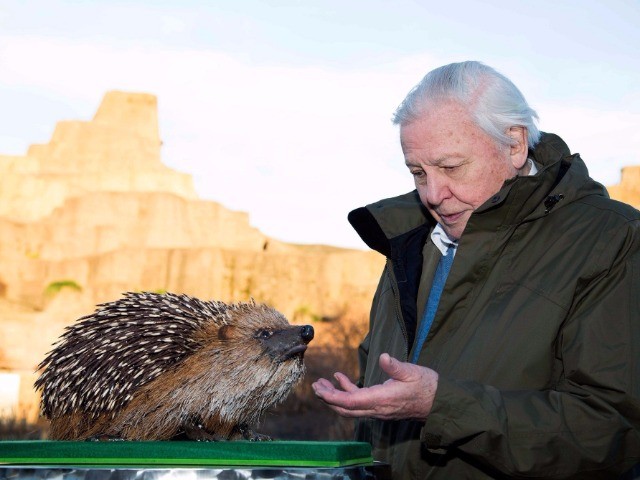 The Attenborough Top Ten