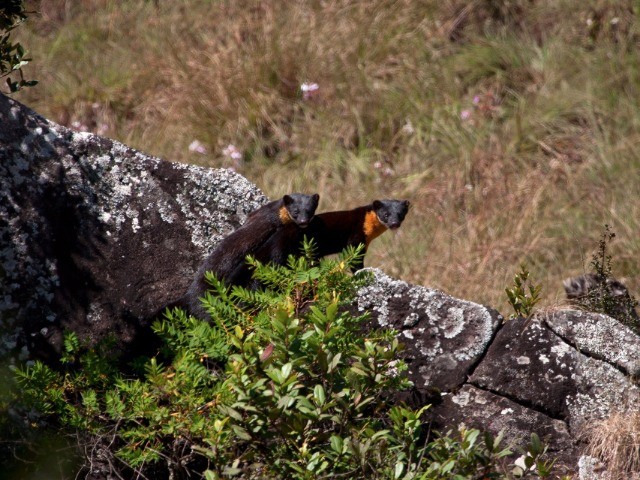 The ‘Mara Naai’ Of The Nilgiris