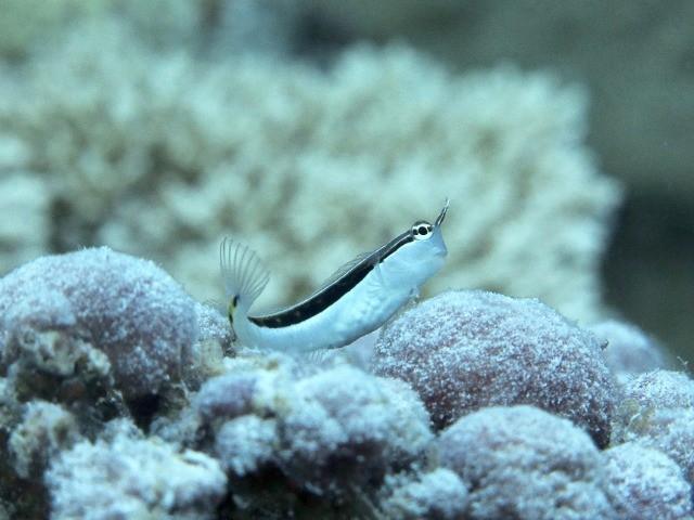 Life In The Undercoral