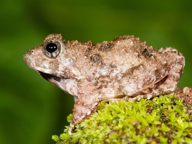Four new frogs just discovered! Findings published today