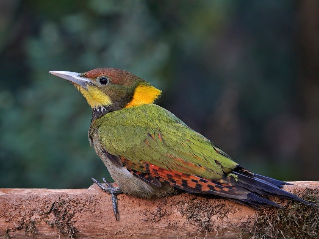 Birds Of Sattal
