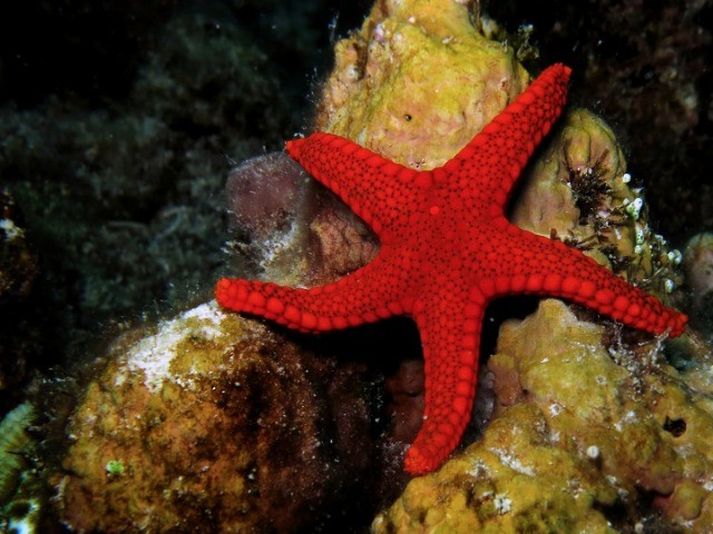 The Stars Of The Sea