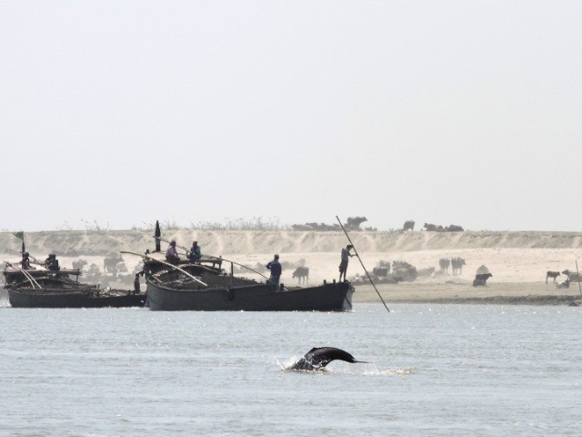 Gangetic Dolphin