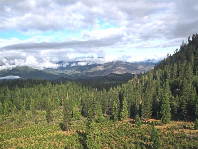 Rewilding nature