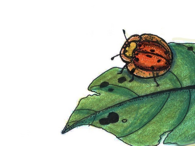 Tortoise Beetles