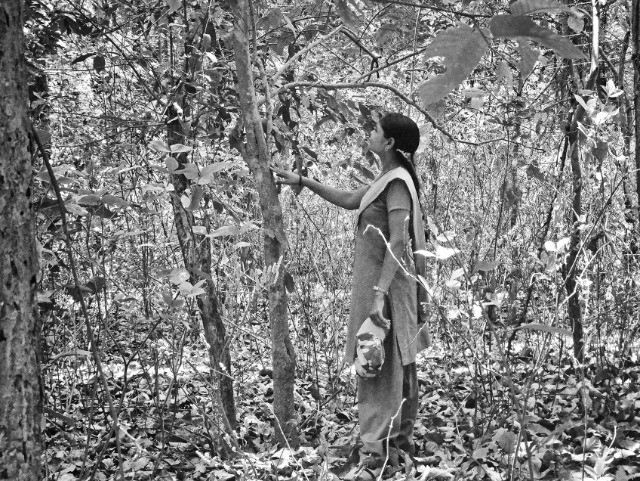 Laxmi In The Forest