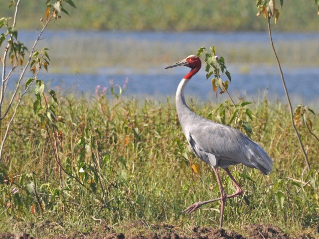 Saving The Sarus Crane