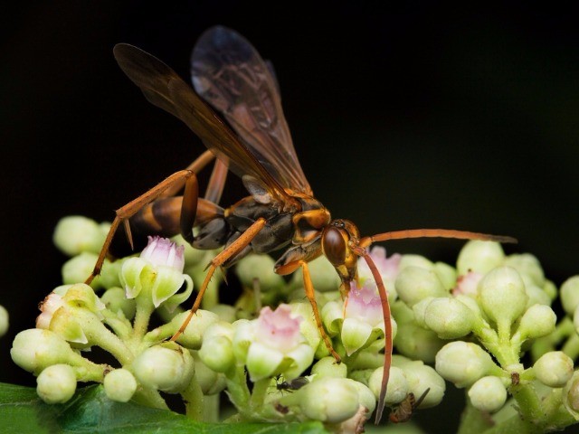 Wasps vs Spiders