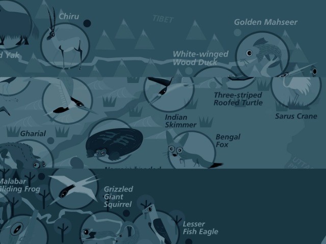 Linking Rivers With Wildlife