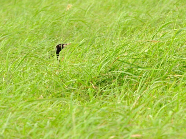 The Land Of The Lesser Florican