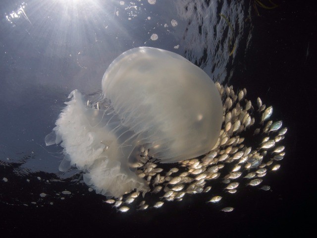 The Many Lives Of Jellyfish