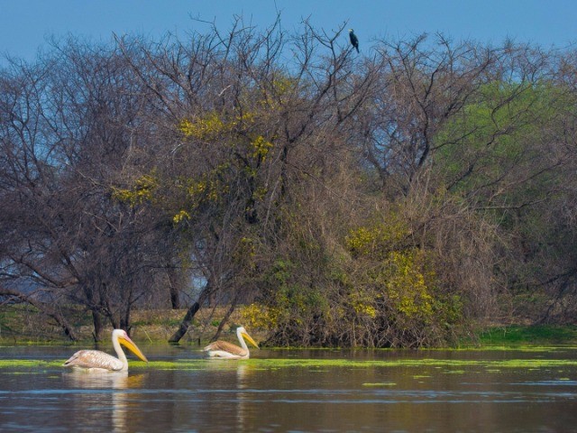 Keoladeo Ghana National Park