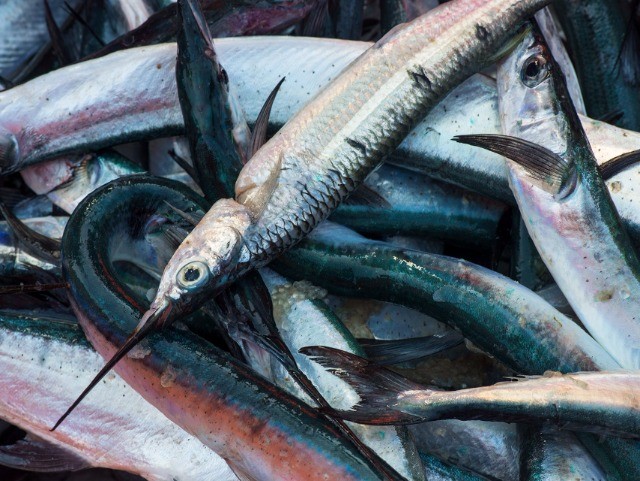 Palk Bay’s Mural