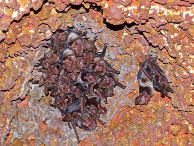 The Bat That Saved A Forest