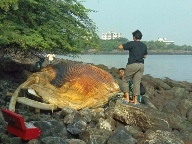 First Responders of the Marine Kind