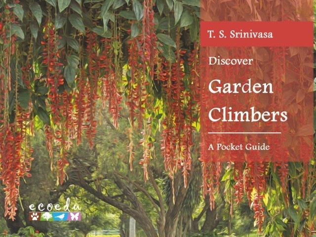 Discover Garden Climbers: A Pocket Guide