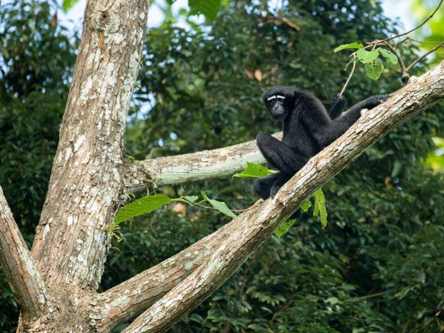 Hoollongapar Gibbon Sanctuary