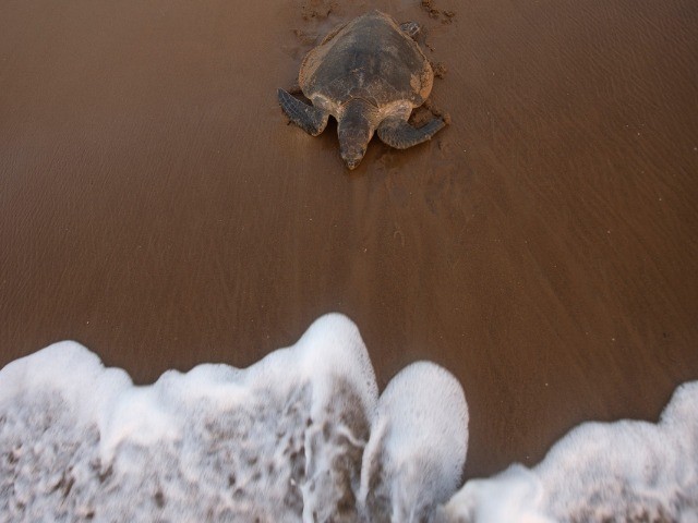Sea Turtles in Trouble