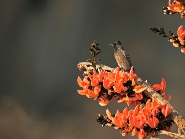 Essential Wildlife Apps For Your Phone