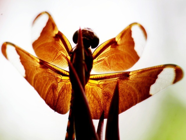 Macro