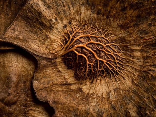 The Old That Is Strong Does Not Wither