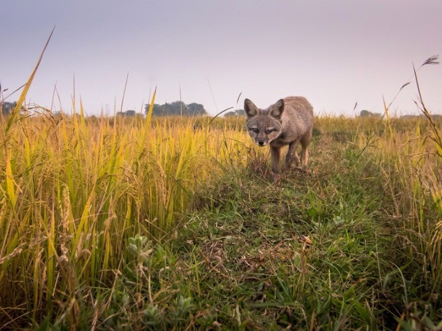 Grasslands