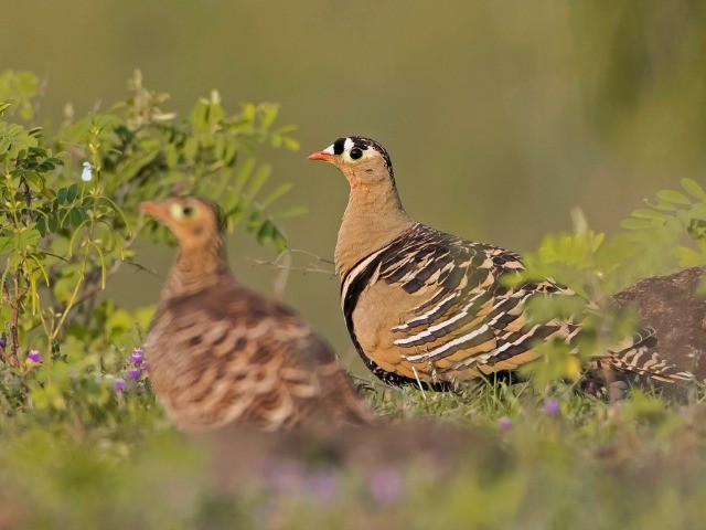 Grassland Birds