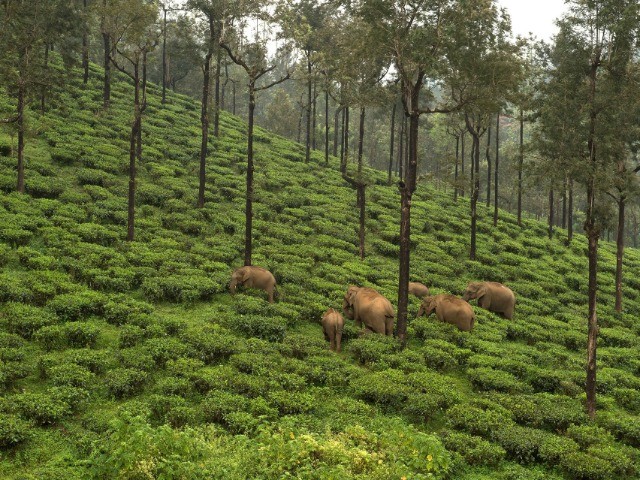 Why Should Your Brew Be Elephant-Friendly?
