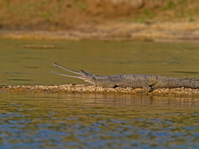 National Chambal Sanctuary