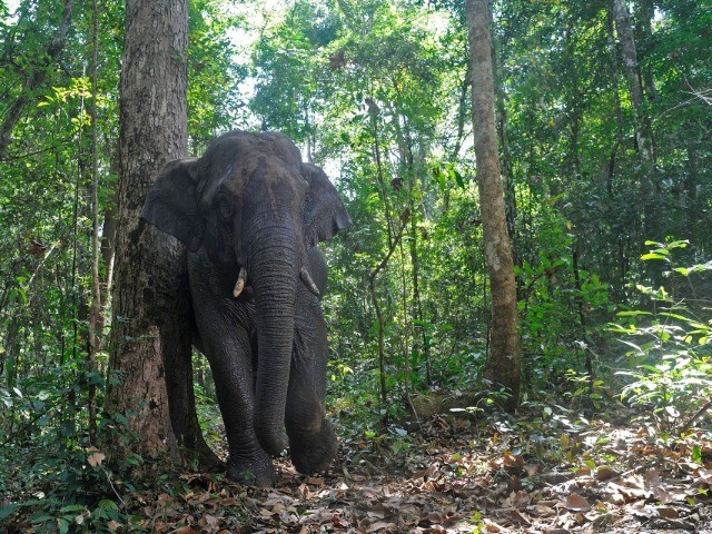 The Unequal Contribution Of Seed-Dispersing Animals