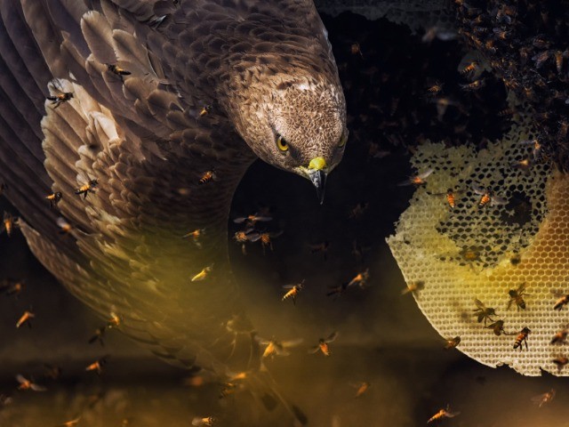 Nature inFocus Photography Awards 2019: The Winners